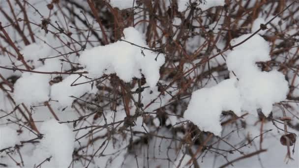 Busch bedeckt mit flauschigem, frühem, weißem Schnee, winterlicher Hintergrund — Stockvideo