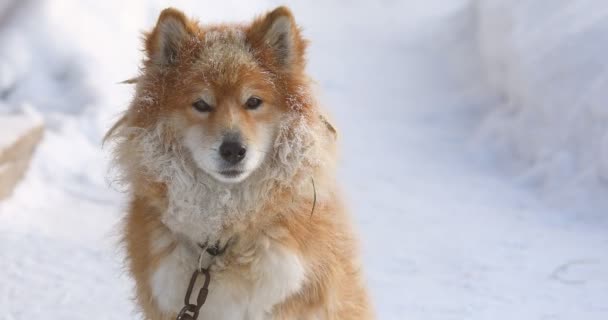 Portrait Fluffy Red Chained Dog Outdoors Winter Snow Looking — Stock Video