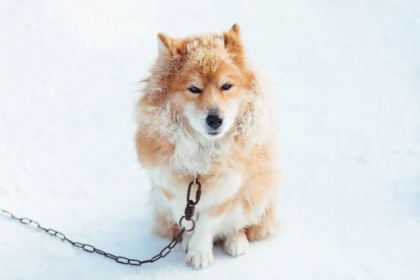 毛茸茸的红色链狗在户外雪地上的画像 — 图库照片