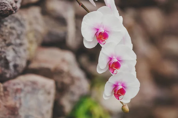 Blühende weiße Orchideenblüten auf verschwommenem Hintergrund — Stockfoto