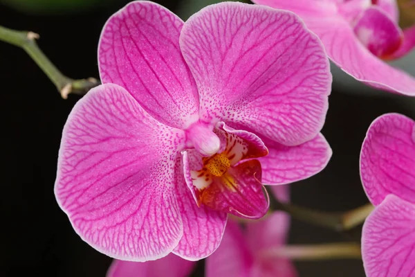 Blühende magenta Orchidee Blumen auf verschwommenem Hintergrund — Stockfoto