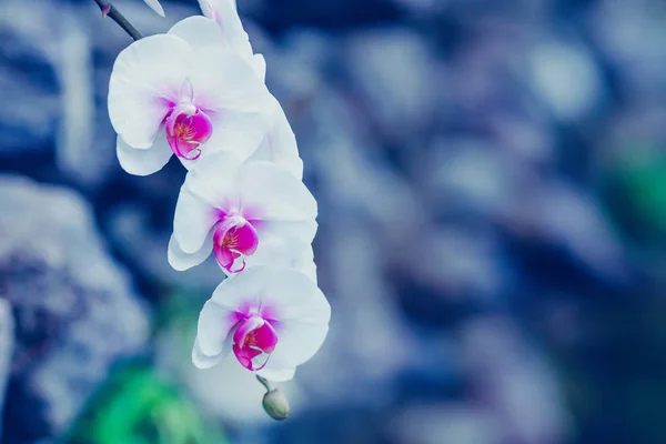 Blühende weiße Orchideenblüten auf verschwommenem blauem Hintergrund — Stockfoto