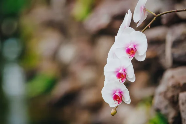 Blühende weiße Orchideenblüten auf verschwommenem Hintergrund — Stockfoto