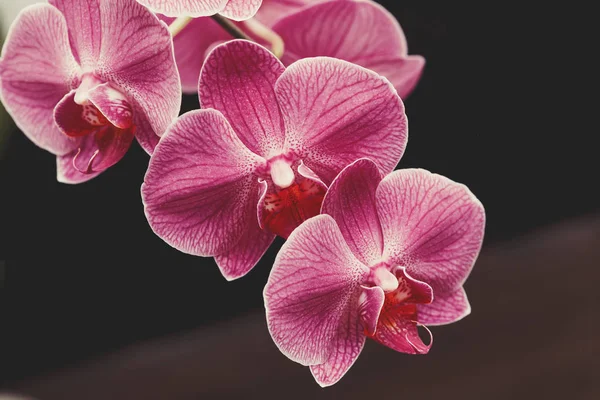 Blühende lila Orchideenblumen auf verschwommenem Hintergrund — Stockfoto