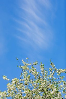 Mavi gökyüzü arka plan üzerinde çiçeklerle çiçek açan elma ağacı