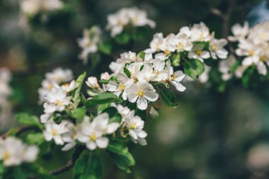 Yeşil arka plan üzerinde çiçek Elma çiçeği dalı