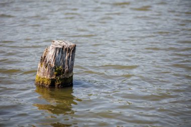 Dalgalı gölet su arka planda tek kütük