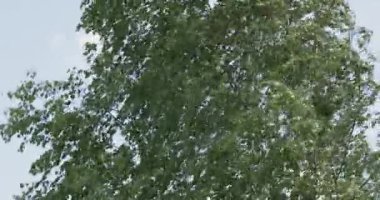 Yeşil huş yapraklarını güçlü rüzgarda sallıyorum. Doğal zemin, yaz geçmişi. Orman dokusu 4k