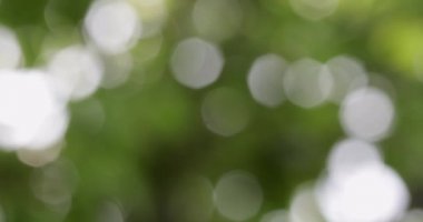 Yeşil bokeh bulanık soyut arka plan, yeşillik rüzgarda sallanan yaprakları. Bokeh ışık 4k