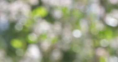 Yeşil bokeh bulanık soyut arka plan, yeşillik rüzgarda sallanan yaprakları. Bokeh ışık 4k
