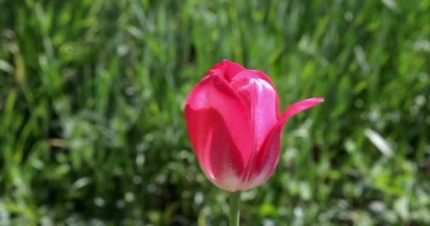 Różowy Kwiat Tulipan Kołysząc Się Wiatr Niewyraźne Zielone Tło Summertime — Wideo stockowe