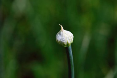 Yeşil arka planda sarımsak genç çiçek tomurcuk