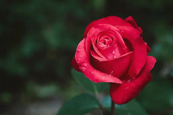 Rosa rosa flor brote que florece en el jardín — Foto de Stock