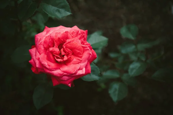 Rosa rosa flor brote que florece en el jardín — Foto de Stock
