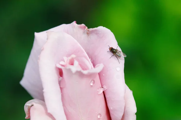 Zwarte vliegen op roze roos bloem Bud in de tuin — Stockfoto