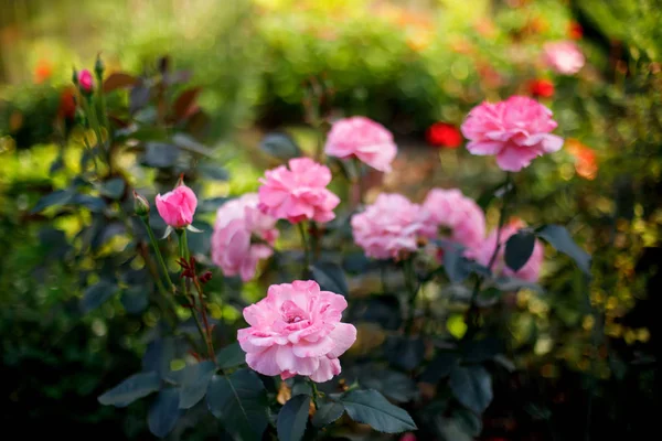 Рожеві квіти троянд квітучі в саду, вибірковий фокус — стокове фото