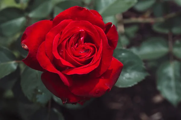 Capullo de flor de rosa roja floreciendo en el jardín — Foto de Stock