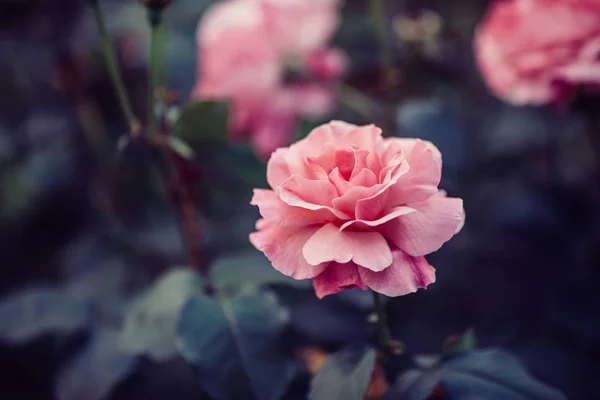 Rosa rosa flores brotes que florecen en el jardín, enfoque selectivo — Foto de Stock