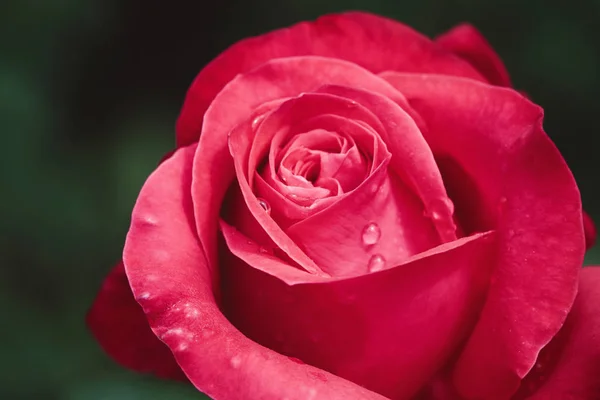 Flor de rosa vermelha broto florescendo no jardim macro — Fotografia de Stock