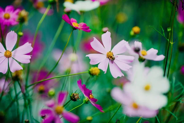 Bumble Bee op bloem verzamelen nectar en polinating, close-up macro — Stockfoto