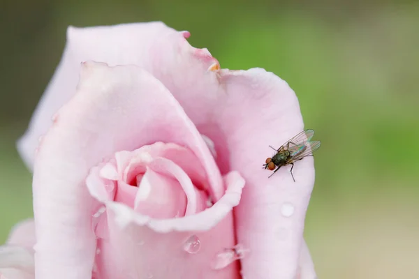 Vliegen op roze roos bloem Bud in Tuin, zomer achtergrond — Stockfoto