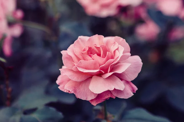 Rosa rosa flor brote que florece en el jardín, fondo de verano — Foto de Stock