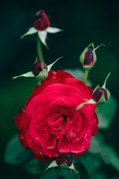 Brote de flor de rosa roja que florece en el jardín, fondo verde de verano — Foto de Stock