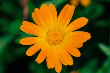 Artan Calendula çiçek ile yaz arka plan, kadife çiçeği