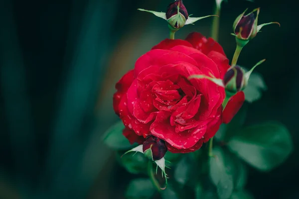 Brote de flor de rosa roja que florece en el jardín, fondo verde de verano — Foto de Stock