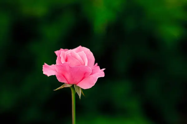 Рожева троянда квітковий бутон квітучий в саду, літній фон — стокове фото