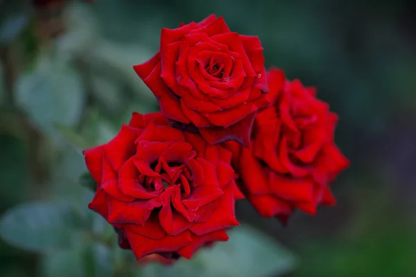 Flor de flores vermelhas rosa florescendo no jardim, fundo de verão verde — Fotografia de Stock