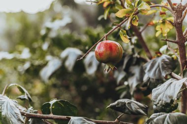 Ağaçtaki yaprakların üzerinde olgun kırmızı nar meyvesi.