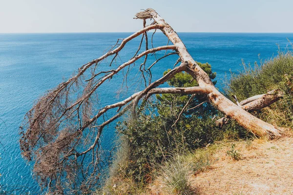 Vecchio pino su roccia e sfondo blu del mare — Foto Stock