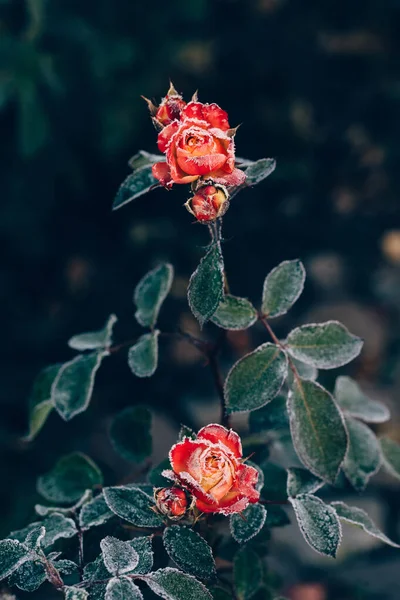 Rosas congeladas después de las heladas nocturnas en otoño, fondo natural — Foto de Stock