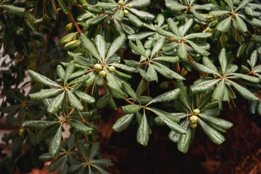 Karadağ 'da yeşil pittosporum çalısı. Doğa arkaplanı
