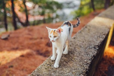 Sokakta yürüyen meraklı beyaz kedi