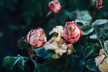 Sonbaharda soğuktan donan güller, doğa arka planı