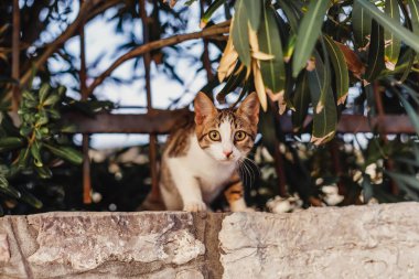 Sokak beyaz kedisi kameraya bakıyor.
