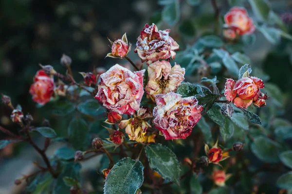 Rosas congeladas después de las heladas nocturnas en otoño, fondo natural — Foto de Stock