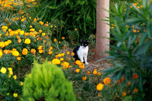 Straat zwart-wit kat staren in de camera — Stockfoto