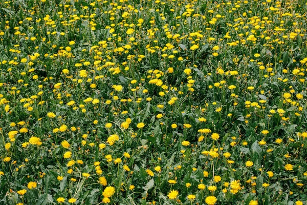 Vårfält Med Maskrosor Ljusa Soliga Dag Äng — Stockfoto