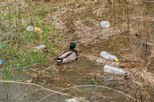 Duck swimming in a river with waste bottles, plastic garbage pollution concept