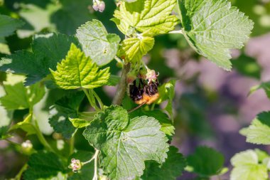 Kuşüzümü çiçeğine asılmış yaban arısı polen topluyor, yakın plan