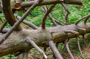 Yaz ormanı arka planında eski kuru bir ağaç gövdesi.