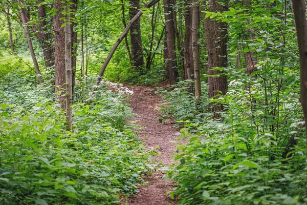 Yeşil ağaçlarda yaz patikası Park arka planında doğa sahnesi