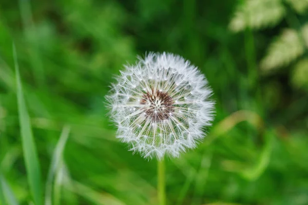 白色蒲公英花球 野生生物背景特写 — 图库照片