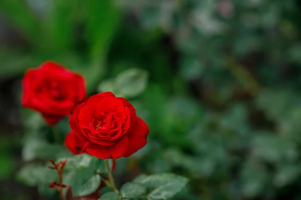 Único Grande Rosa Vermelho Jardim Vista Superior Foco Seletivo — Fotografia de Stock