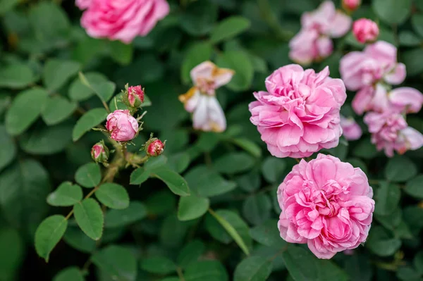 Hermosas Rosas Rosadas Grandes Jardín Primer Plano Enfoque Selectivo — Foto de Stock