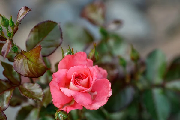 Rosas Rosa Grandes Bonitas Jardim Close Foco Seletivo — Fotografia de Stock