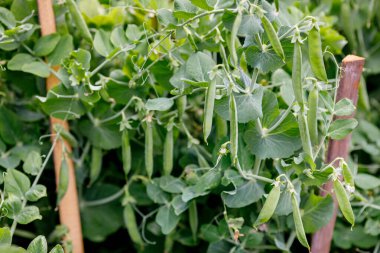 Sebze bahçesindeki bitkiler üzerinde yeşil bezelye kabukları